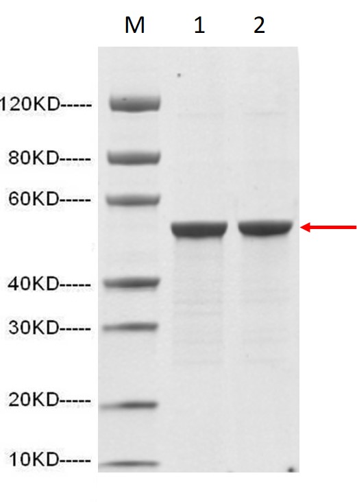 SARS-CoV-2 Nucleocapsid protein (His Tag)
